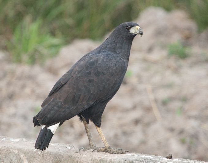 Zwarte arendbuizerd - Buteogallus urubitinga