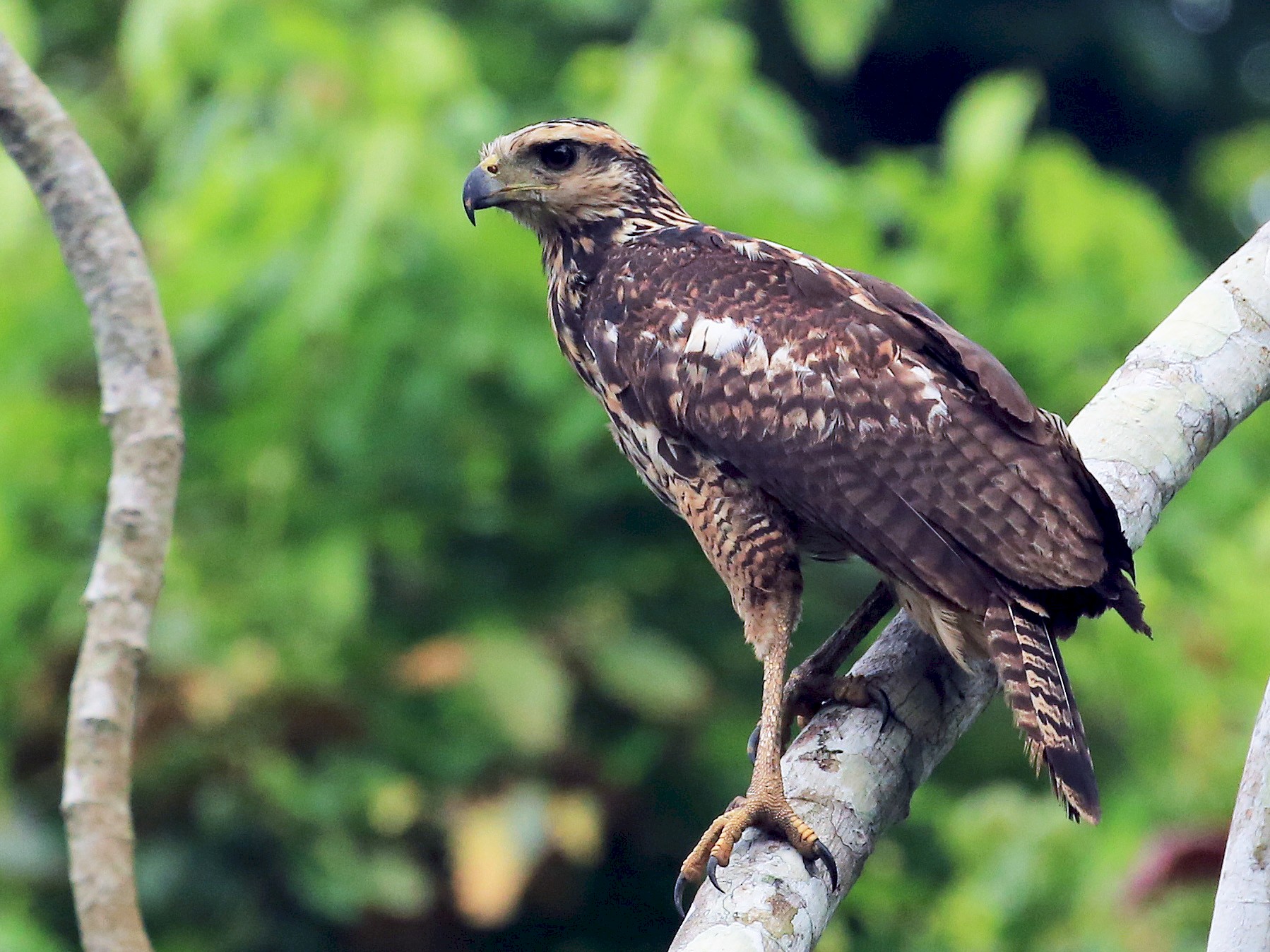 Zwarte arendbuizerd - Buteogallus urubitinga