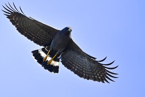 Zwarte arendbuizerd - Buteogallus urubitinga