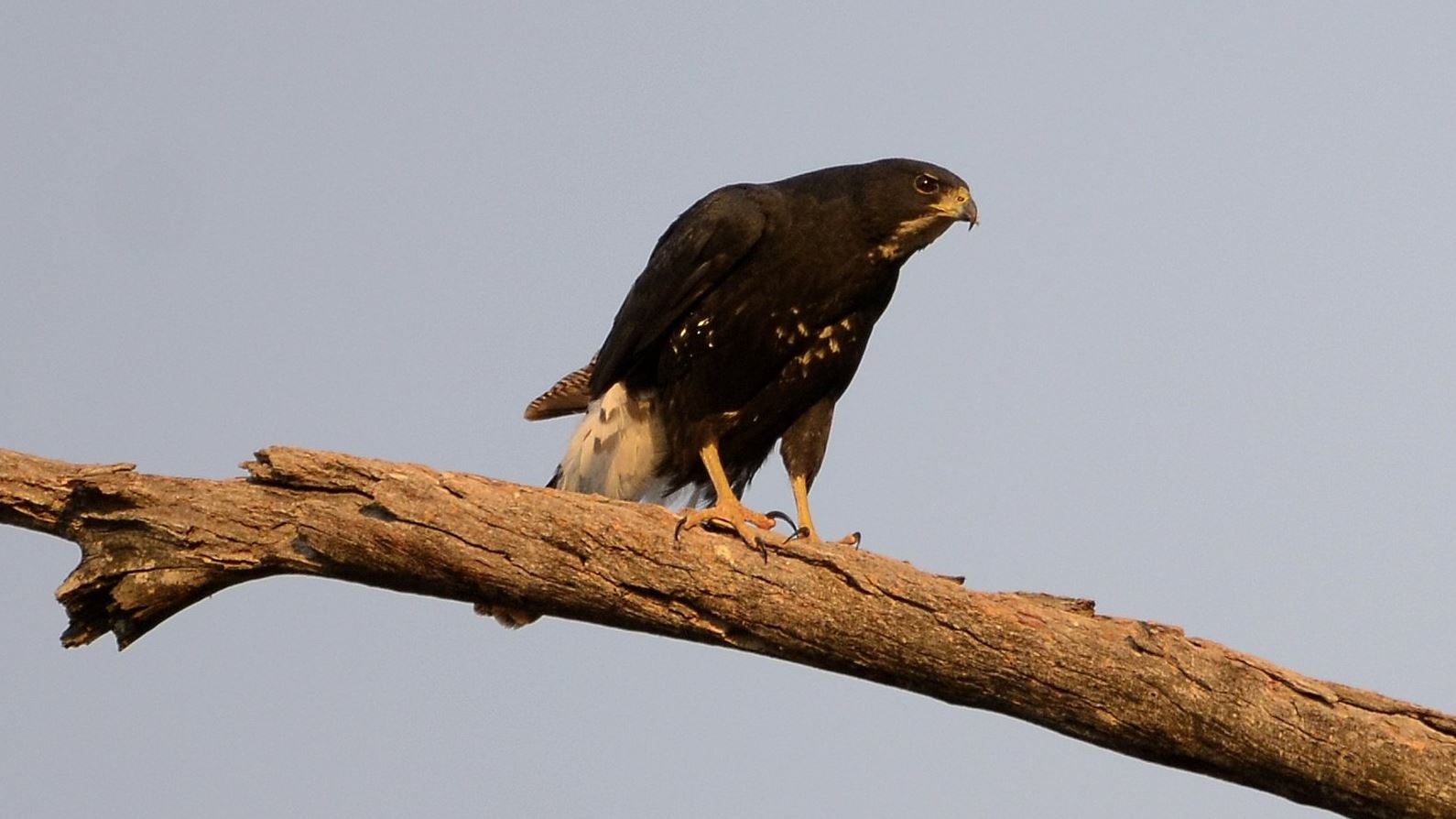 Zwarte havik - Accipiter melanoleucus