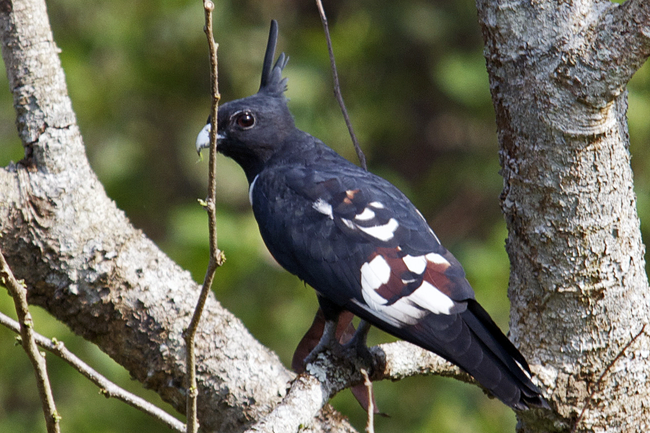 Zwarte koekoekswouw - Aviceda leuphotes