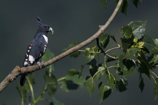 Zwarte koekoekswouw - Aviceda leuphotes