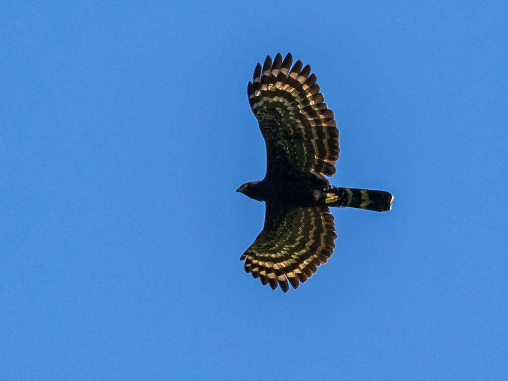 Zwarte kuifarend - Spizaetus tyrannus