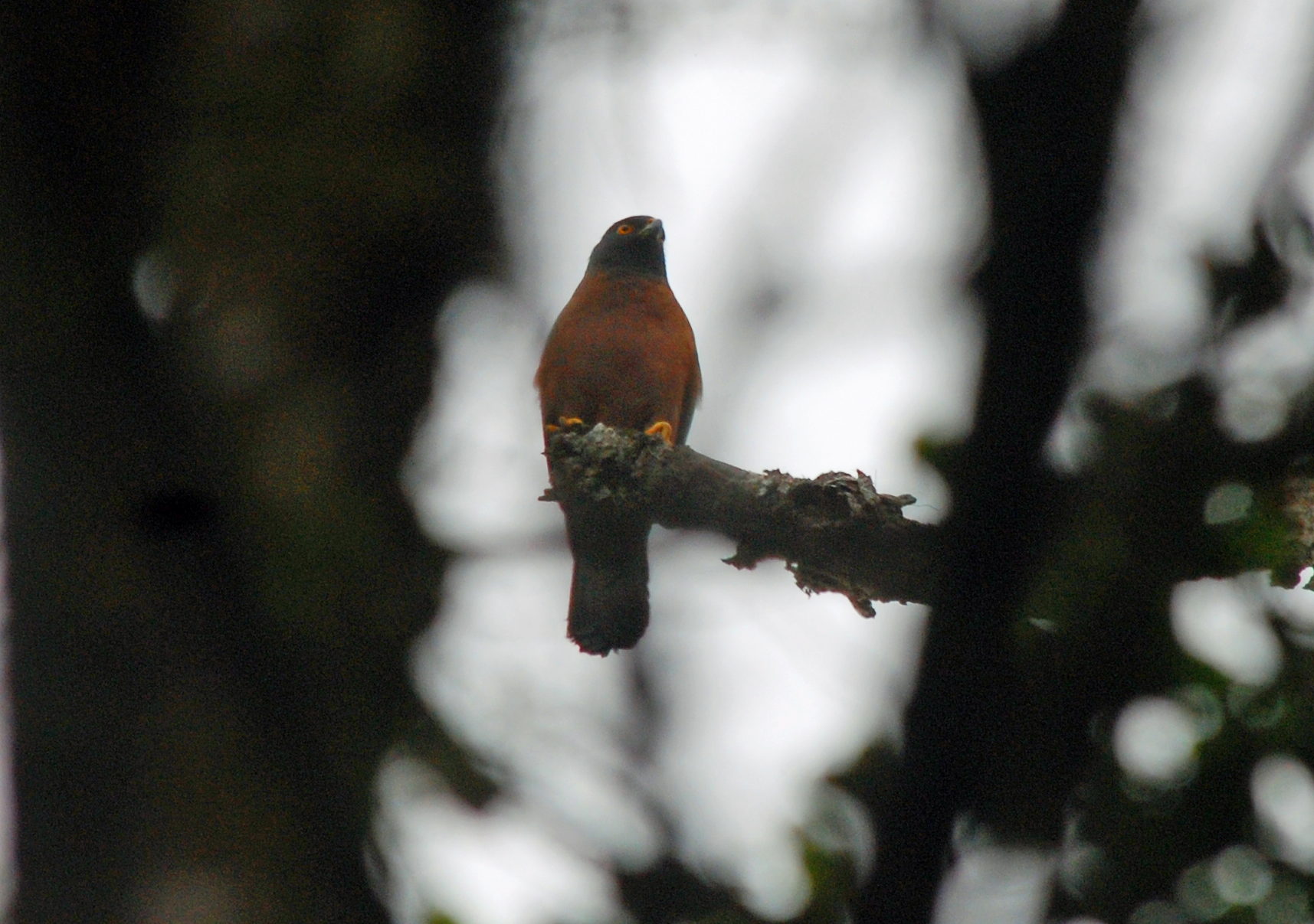 Zwartrughavik - Accipiter melanochlamys