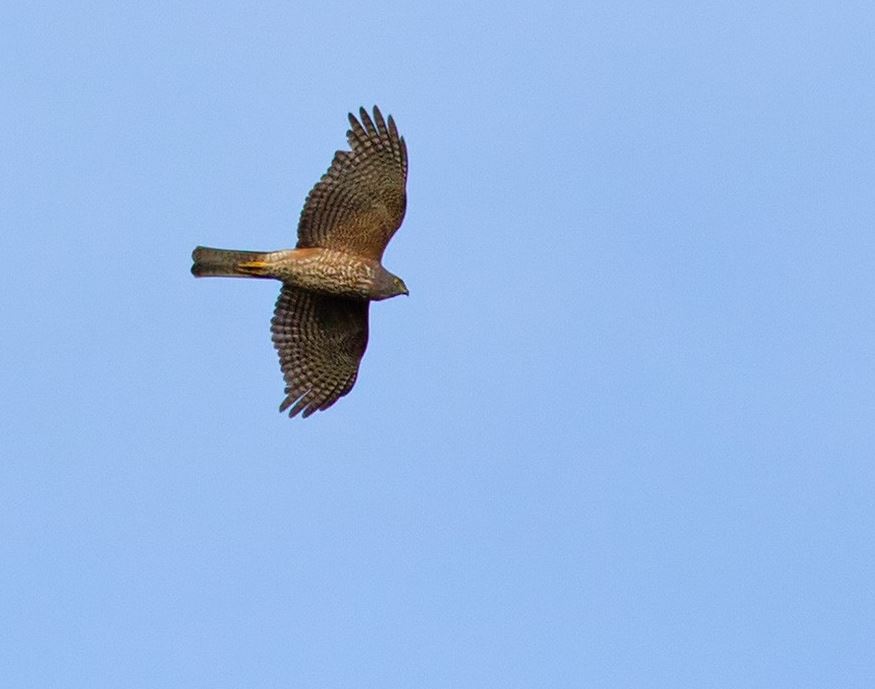 Zwartrughavik - Accipiter melanochlamys