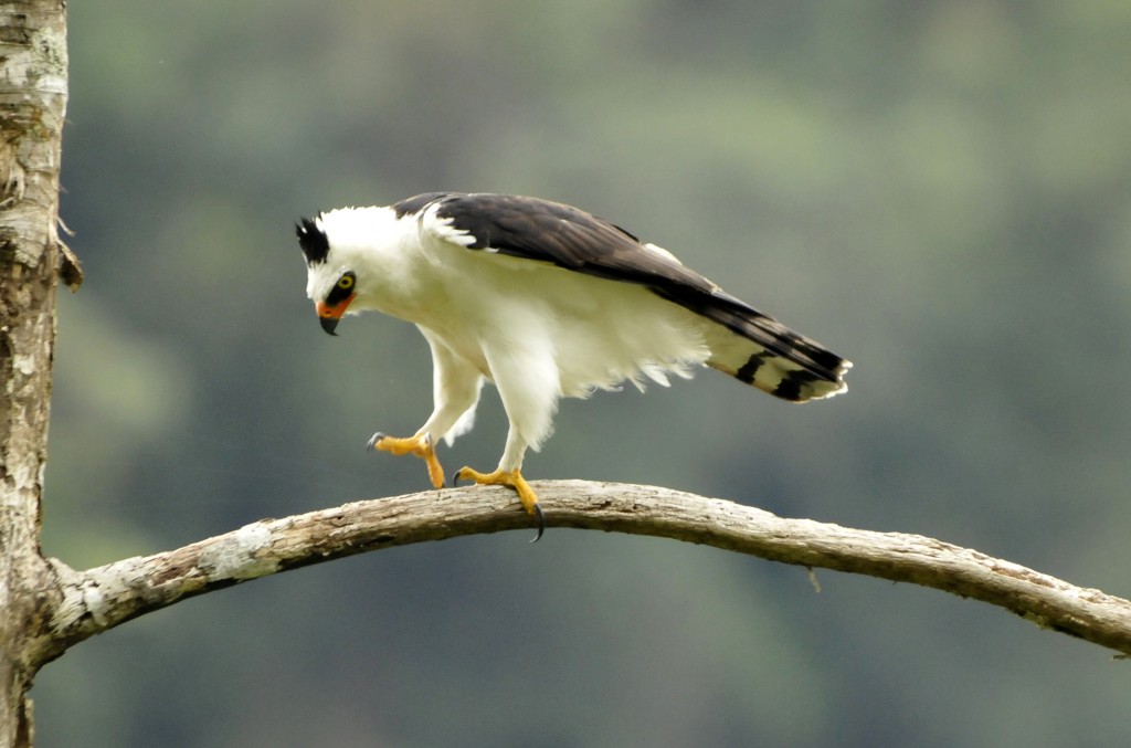 Zwart-witte kuifarend - Spizaetus melanoleucus