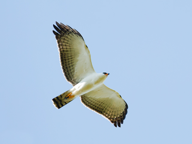 Zwart-witte kuifarend - Spizaetus melanoleucus