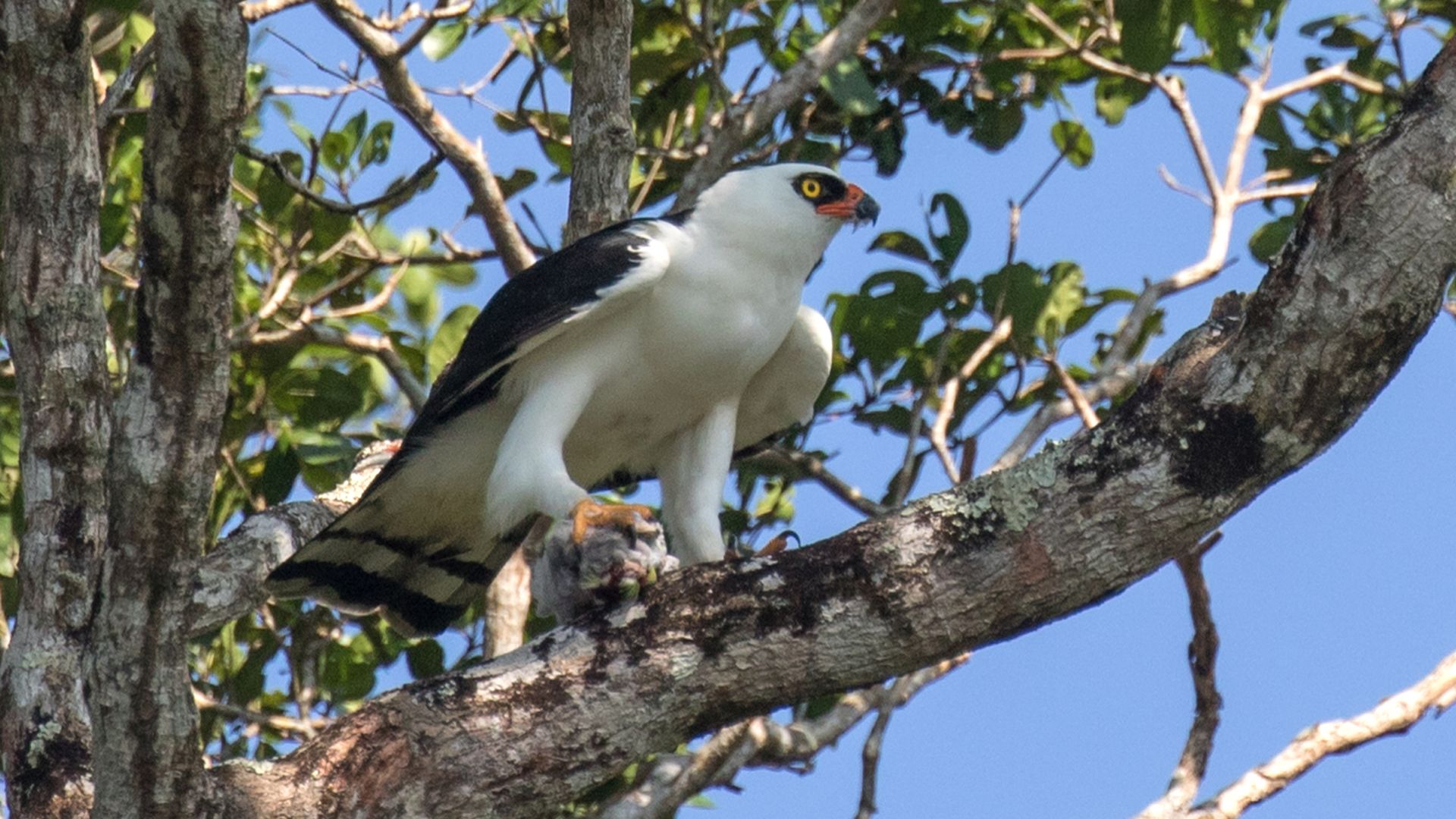 Zwart-witte kuifarend - Spizaetus melanoleucus