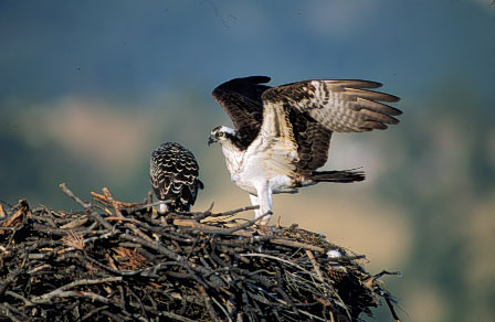 Visarend - Pandion Haliaetus