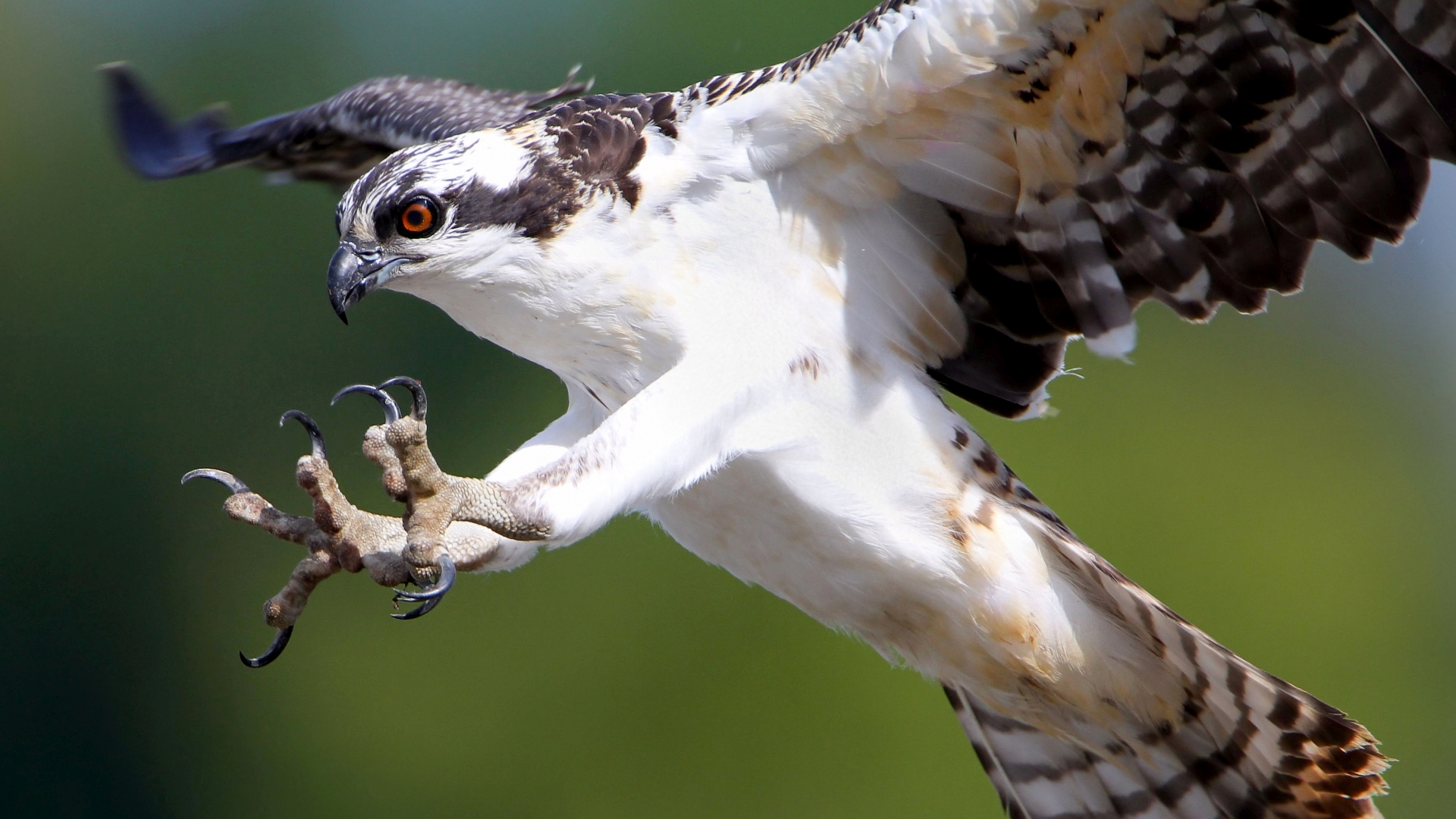 Visarend - Pandion Haliaetus