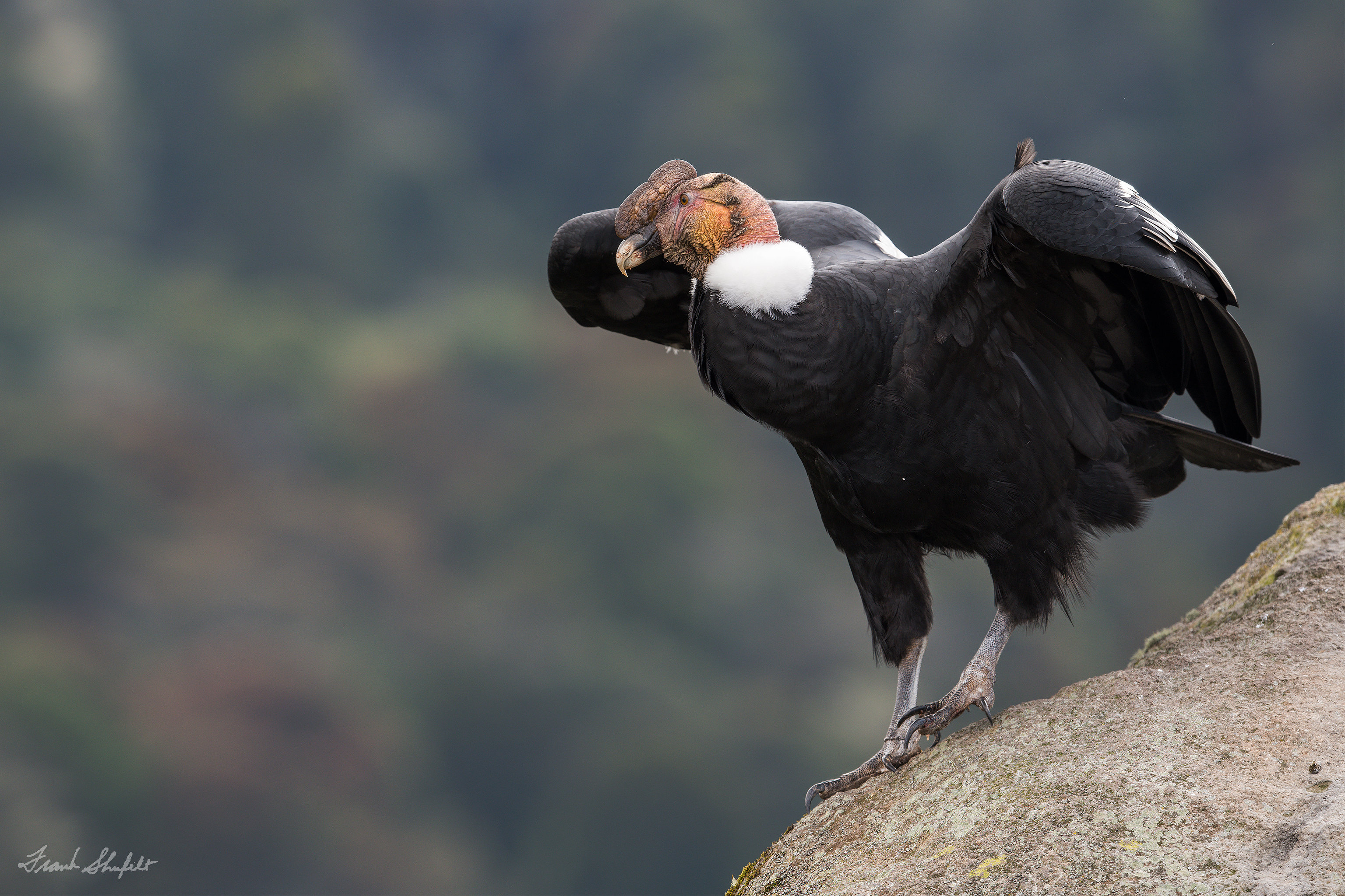 Andescondor - Vultur gryphus