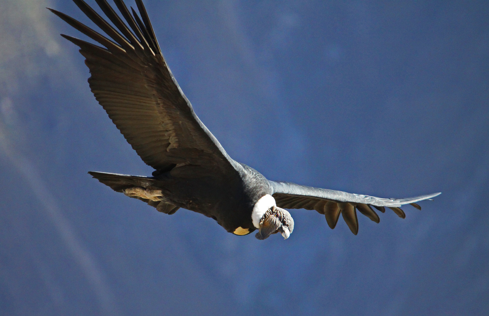 Andes condor - Vultur gryphus