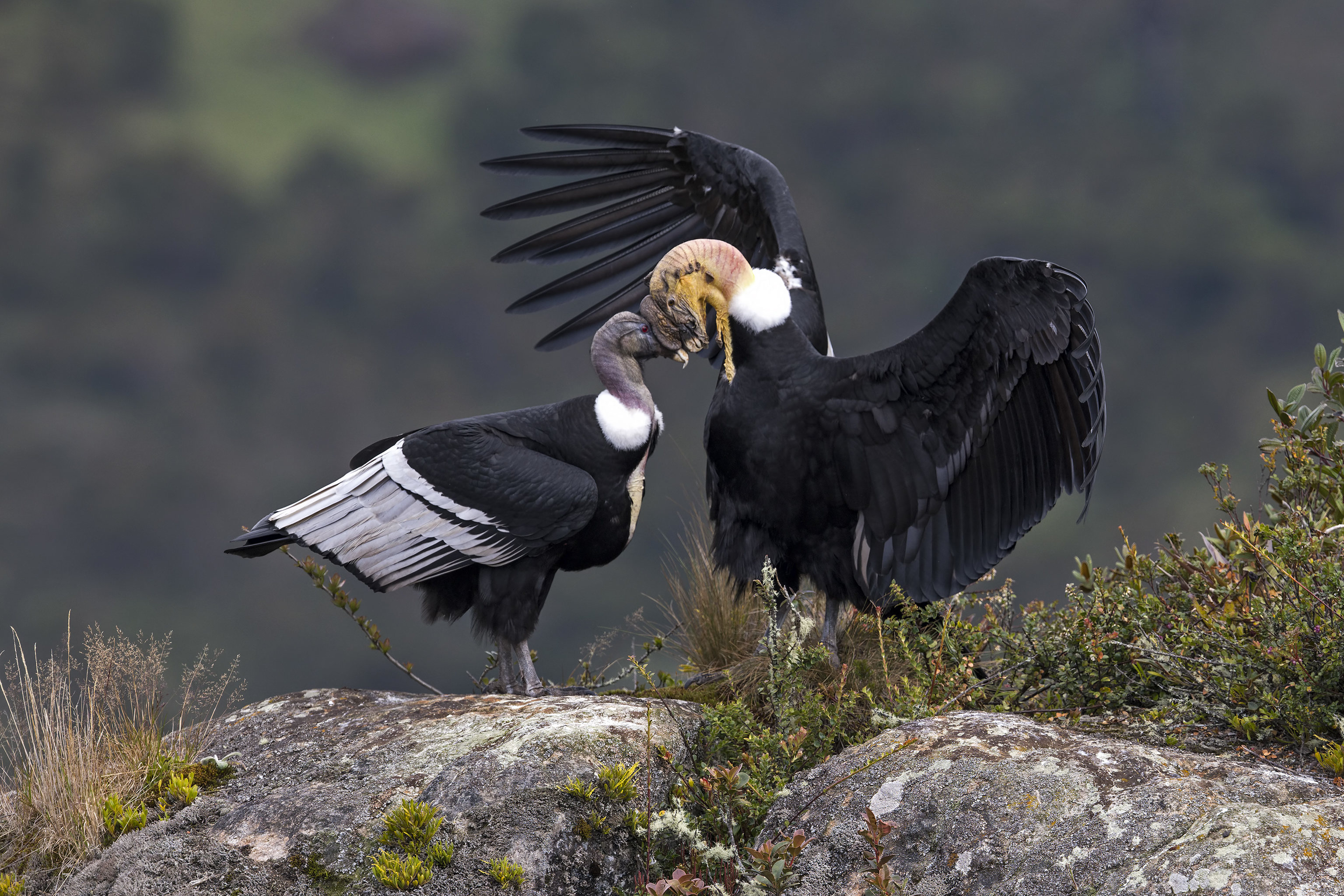Andescondor - Vultur gryphus