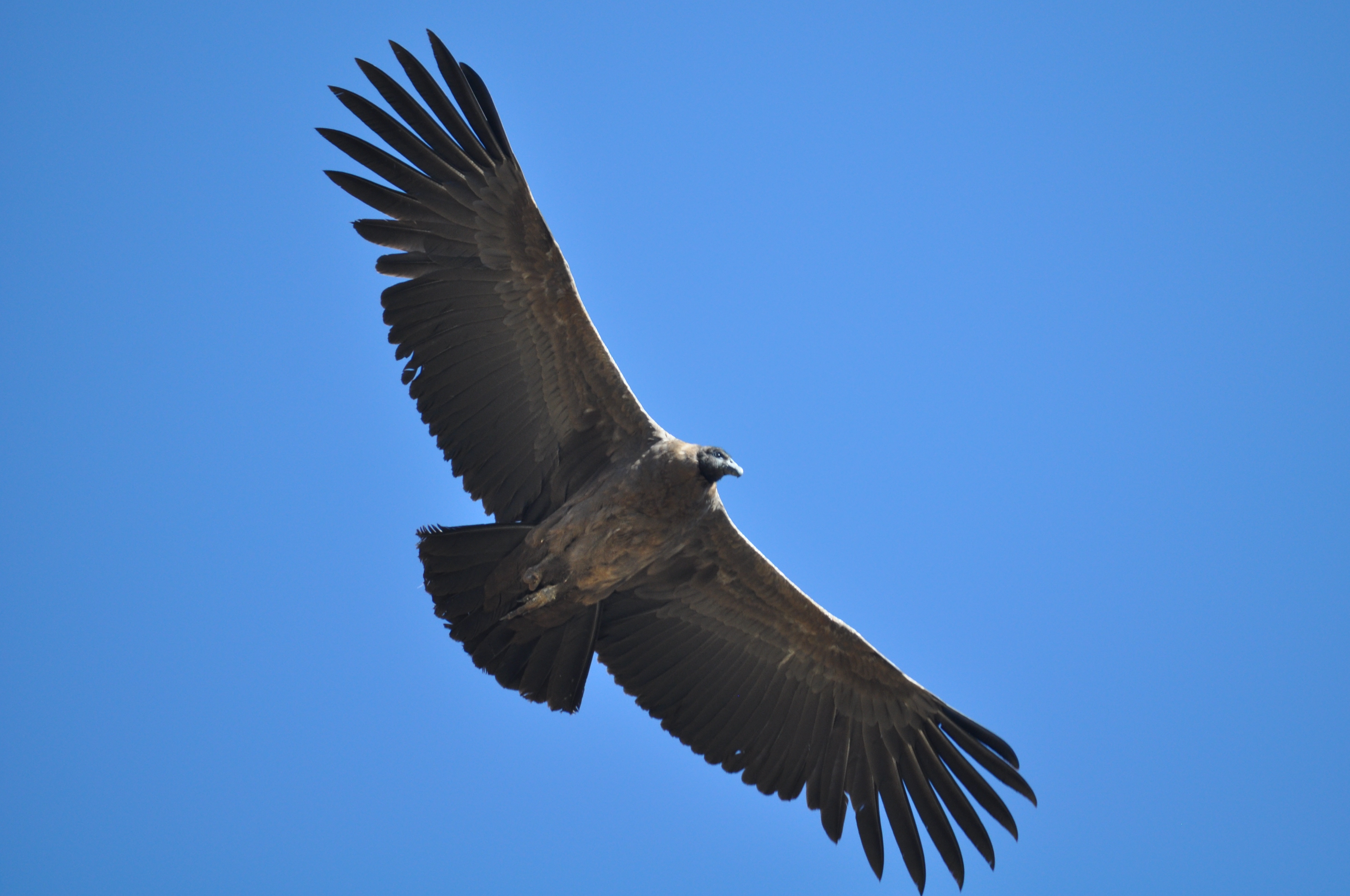 Andescondor - Vultur gryphus