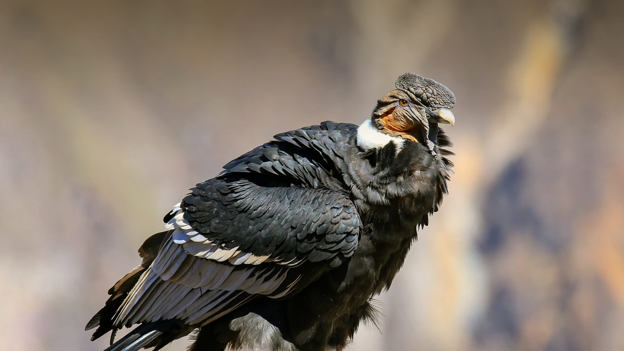 Andescondor - Vultur gryphus