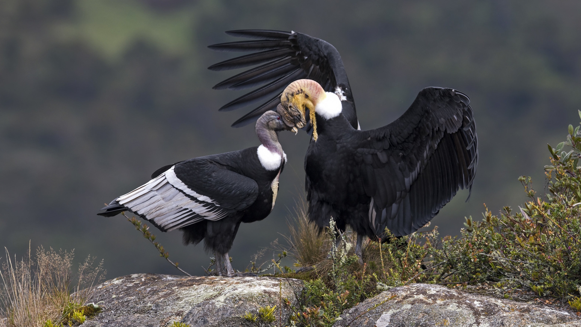 Andes condor - Vultur gryphus