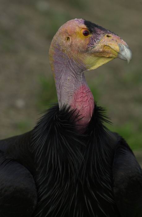 Californische condor - Gymnogyps californianus