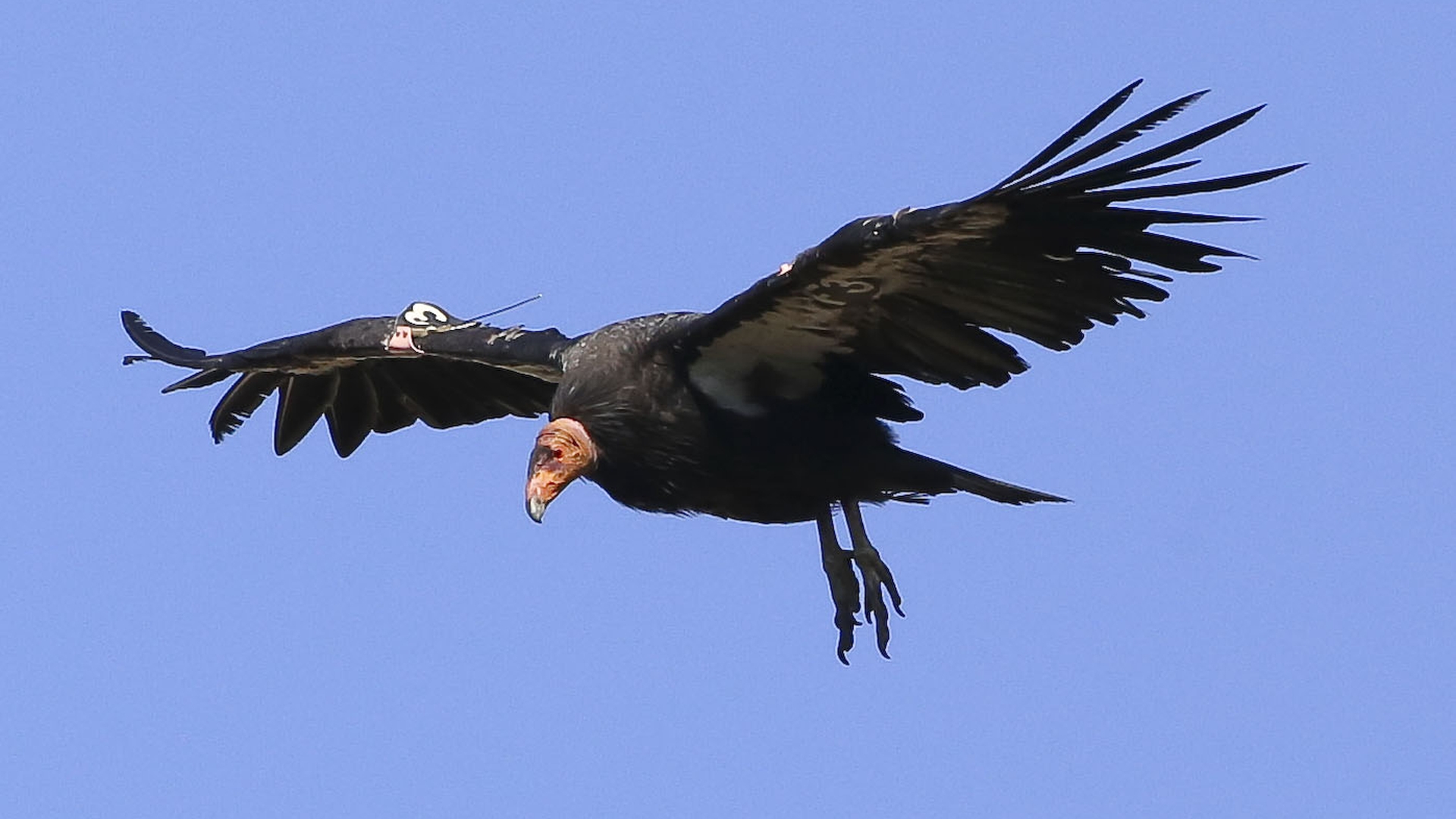 Californische condor - Gymnogyps californianus