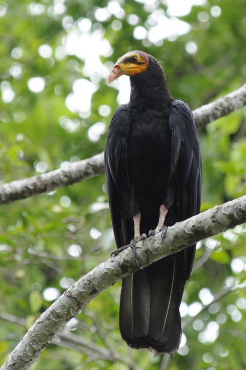 Grote geelkopgier - Cathartes melambrotus