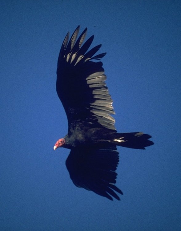 Kalkoengier - Cathartes aura