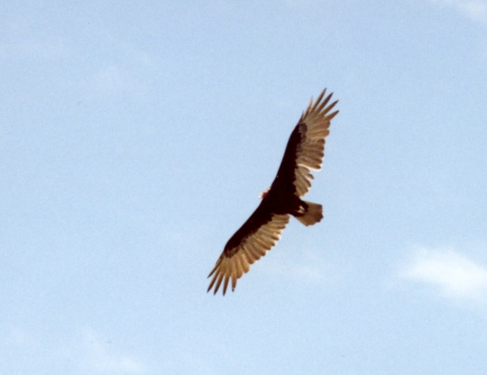 Kalkoengier - Cathartes aura