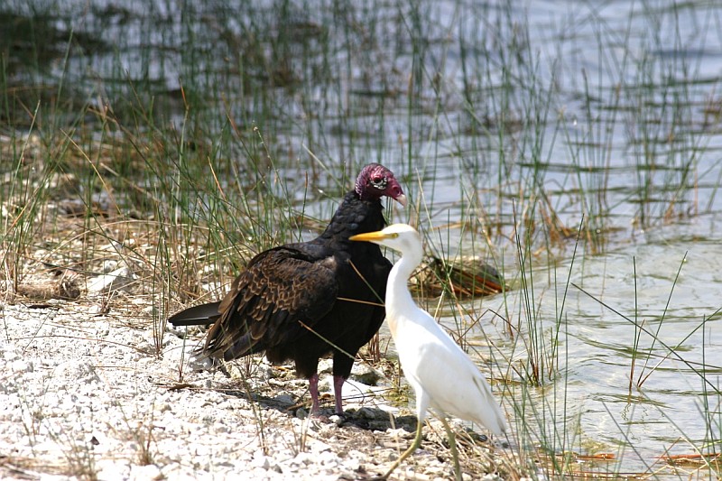 Kalkoengier - Cathartes aura