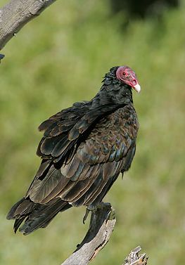 Kalkoengier - Cathartes aura