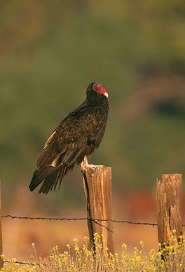 Kalkoengier - Cathartes aura