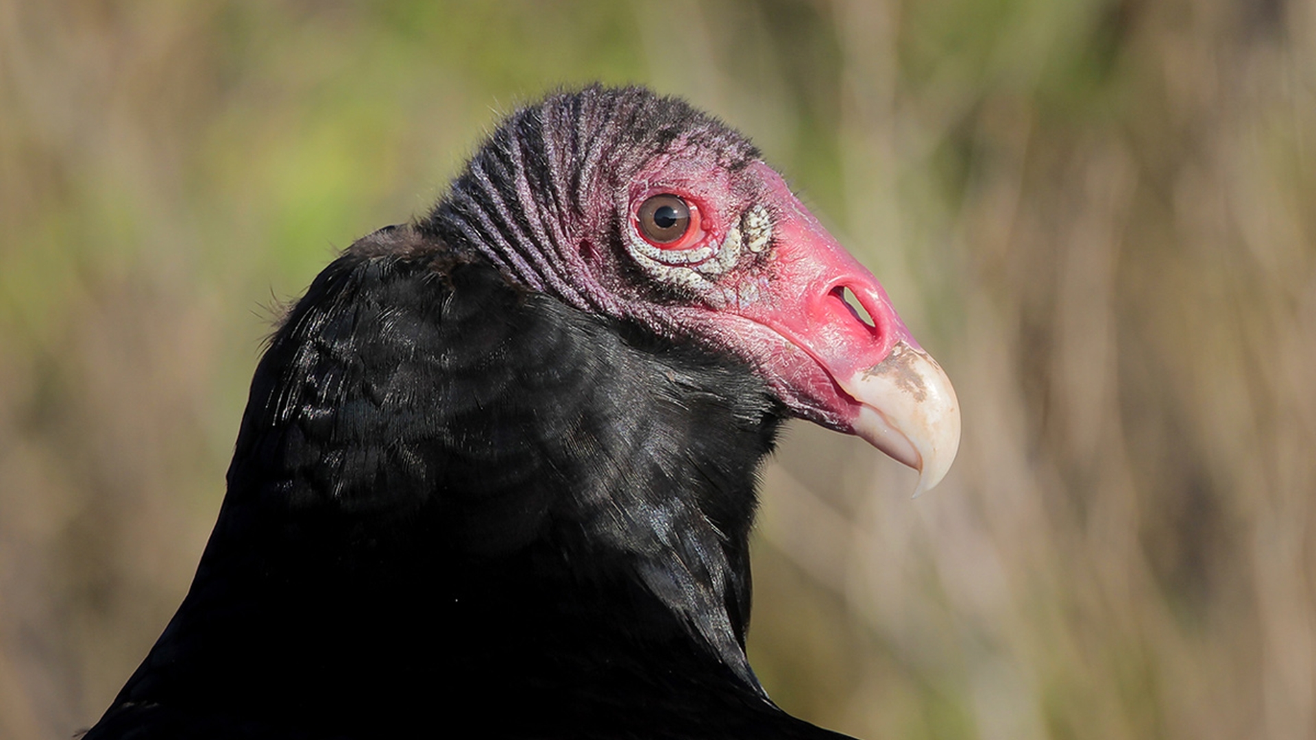 Kalkoengier - Cathartes aura