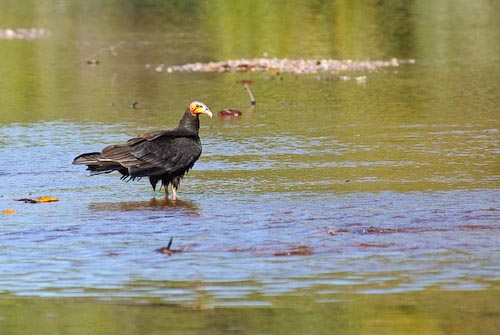 Kleine geelkopgier - Cathartes burrovianus