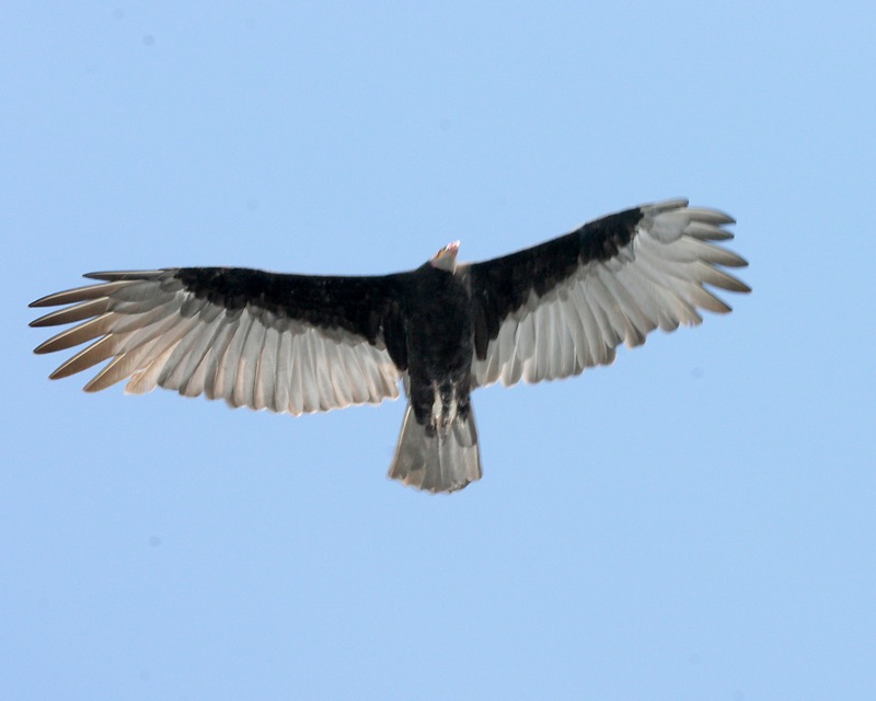 Kleine geelkopgier - Cathartes burrovianus