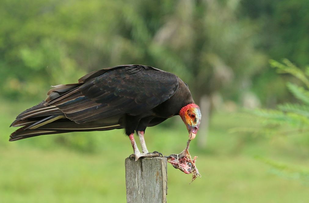 Kleine geelkopgier - Cathartes burrovianus