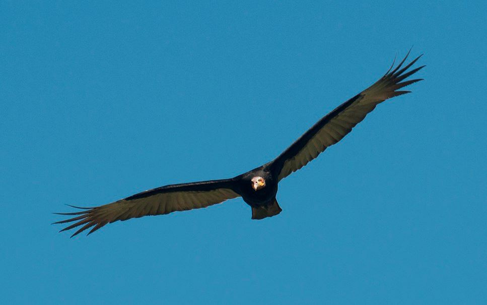 Kleine geelkopgier - Cathartes burrovianus