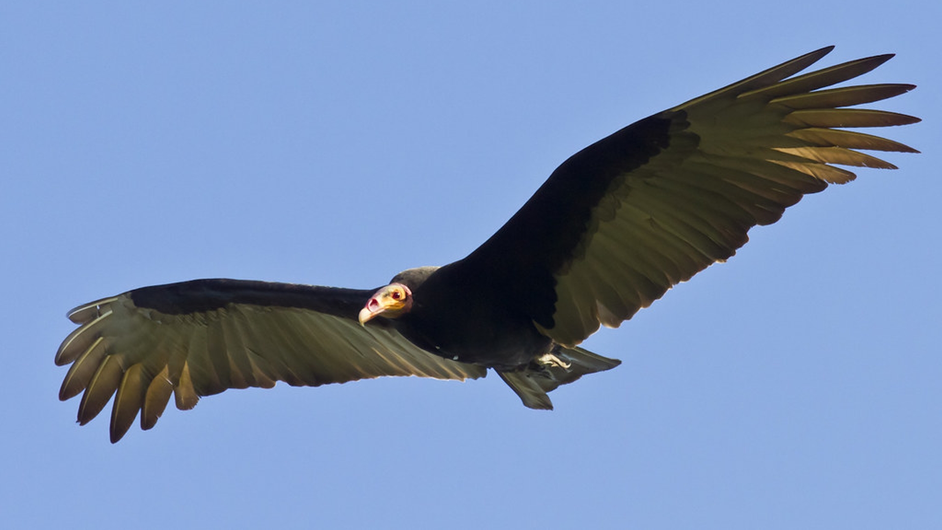 Kleine geelkopgier - Cathartes burrovianus