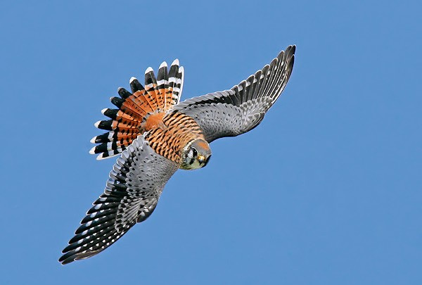 Amerikaanse Torenvalk - Falco sparverius