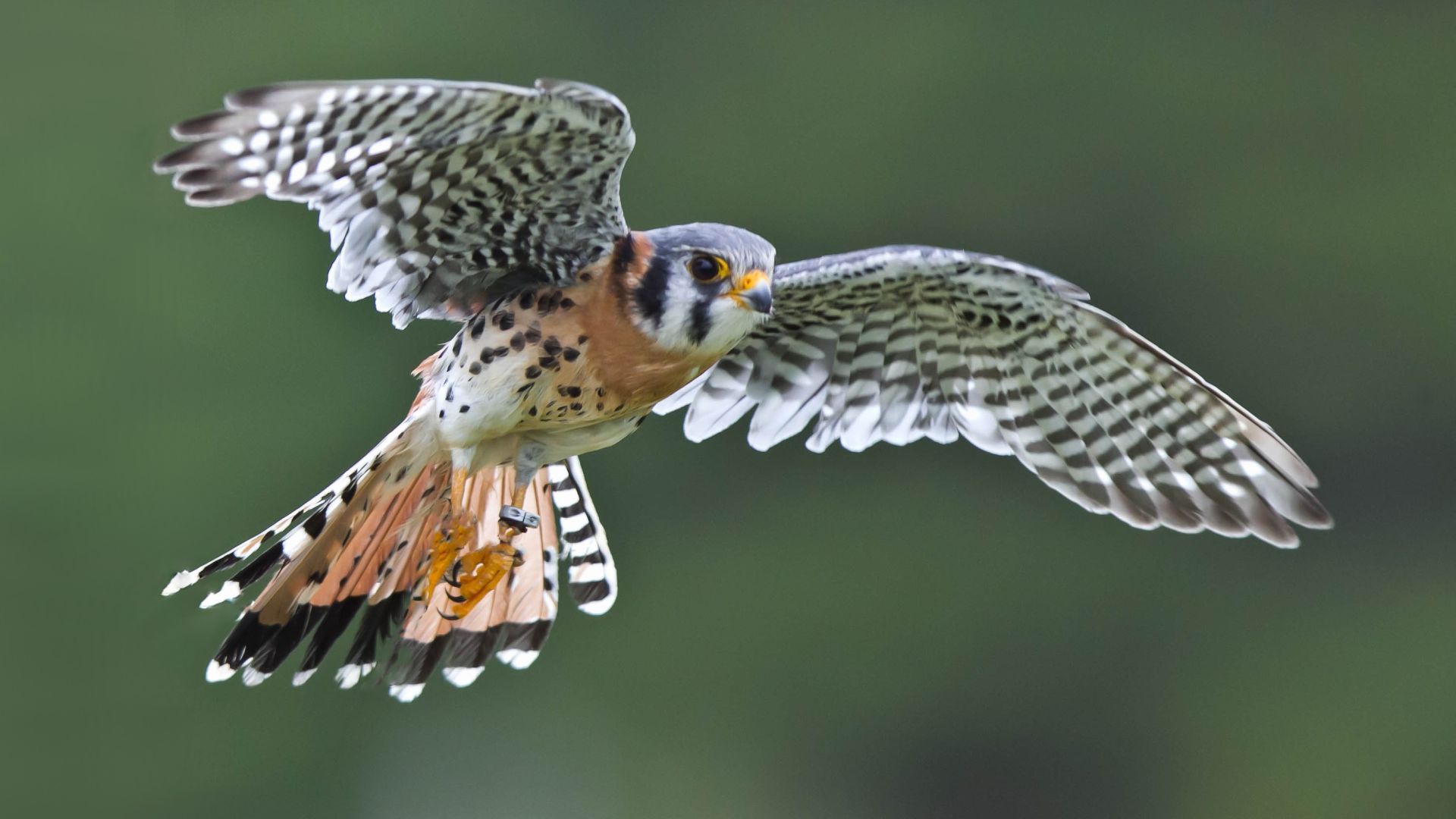 Amerikaanse Torenvalk - Falco sparverius