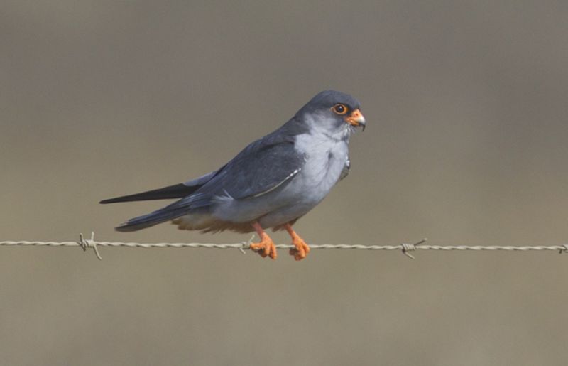 Amoerroodpootvalk - Falco amurensis
