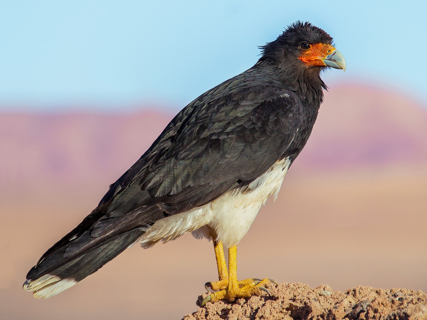 Andes caracara - Phalcoboenus megalopterus