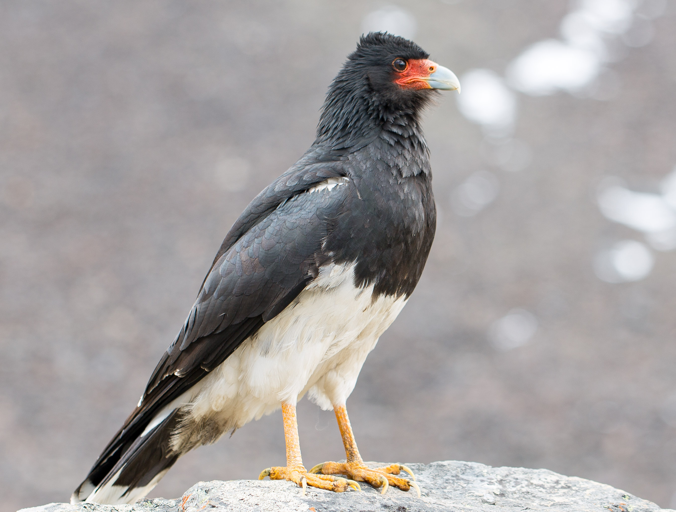 Andes caracara - Phalcoboenus megalopterus