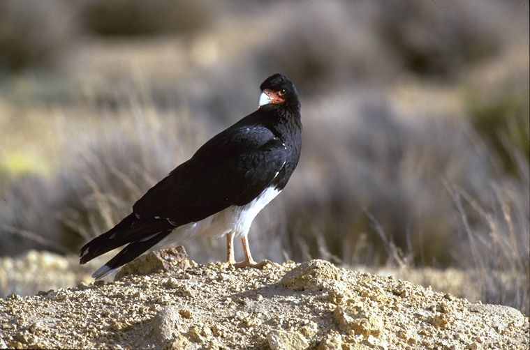 Andes caracara - Phalcoboenus megalopterus