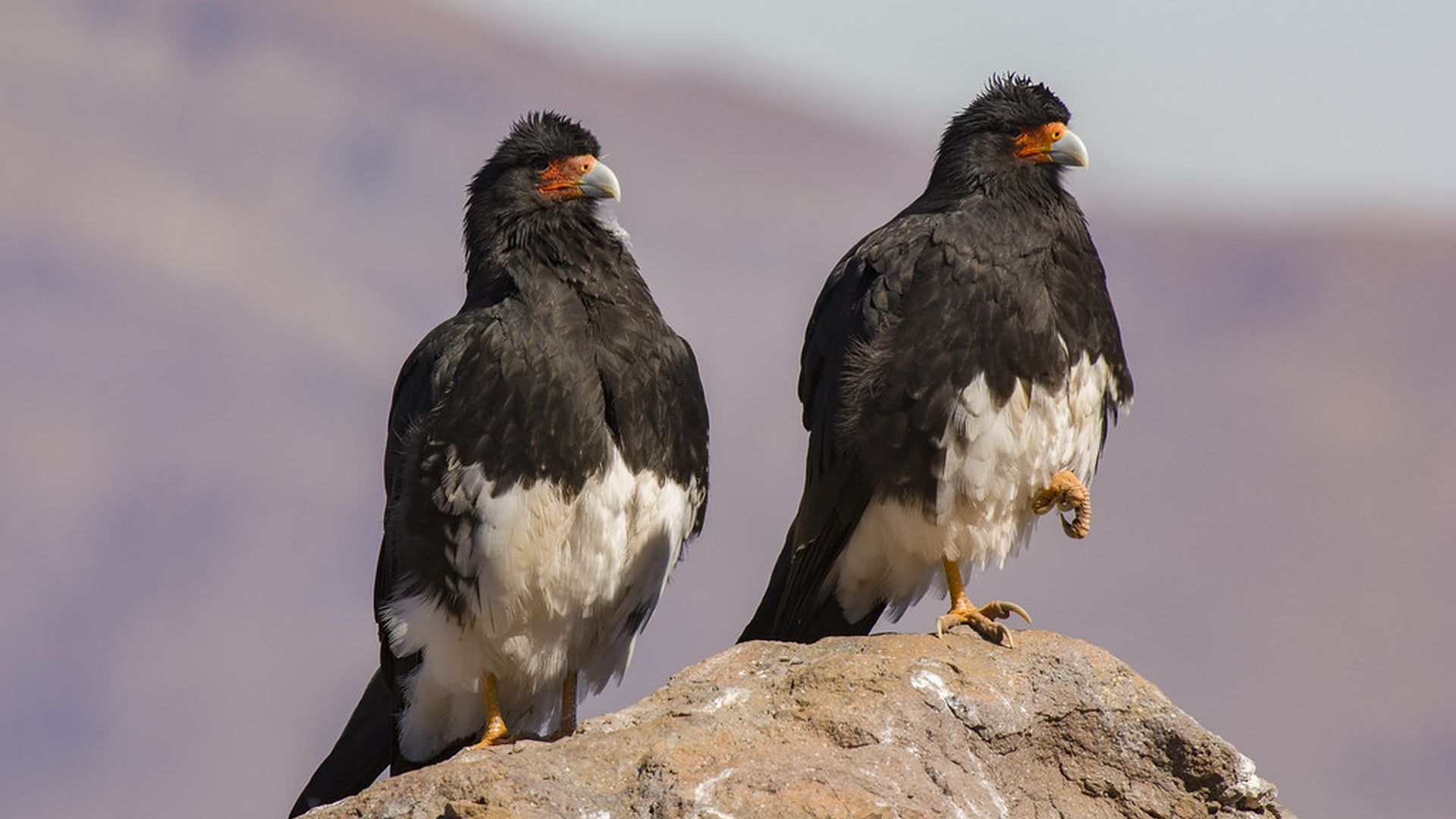 Andes caracara - Phalcoboenus megalopterus