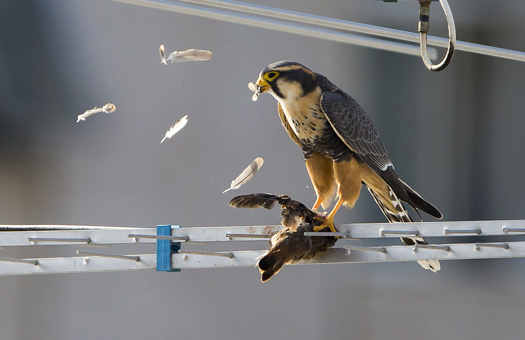 Aplomadovalk - Falco femoralis