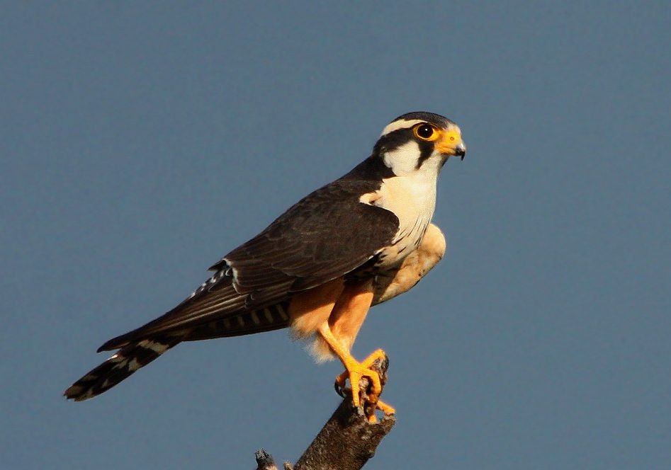 Aplomadovalk - Falco femoralis