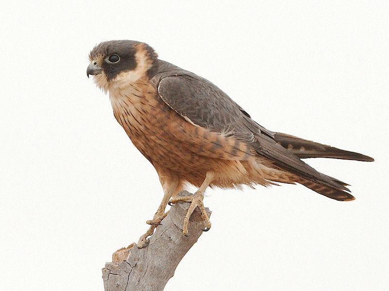 Australische Boomvalk - Falco longipennis