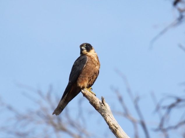 Australische Boomvalk - Falco longipennis