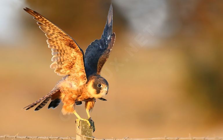 Australische Boomvalk - Falco longipennis