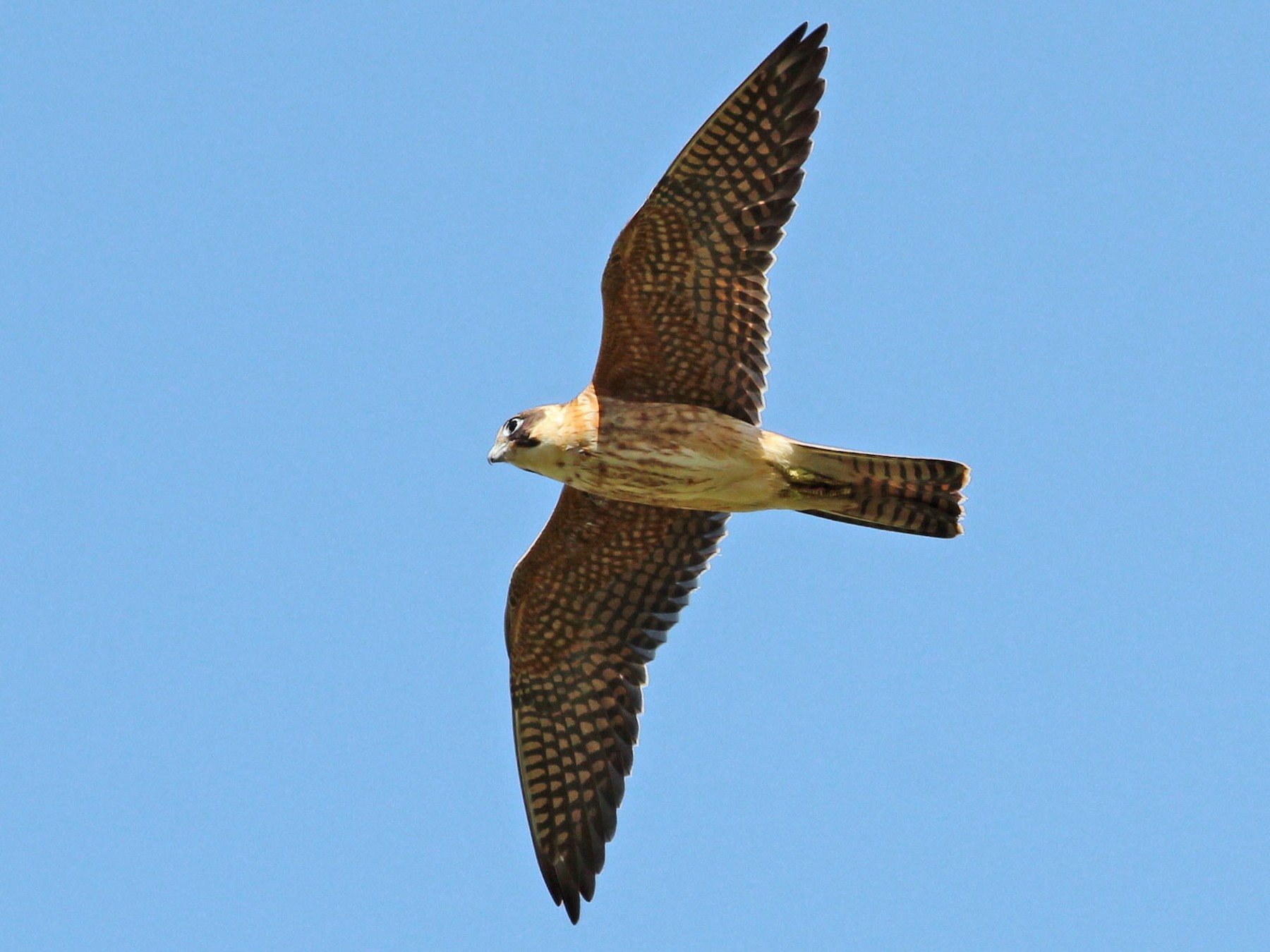 Australische Boomvalk - Falco longipennis