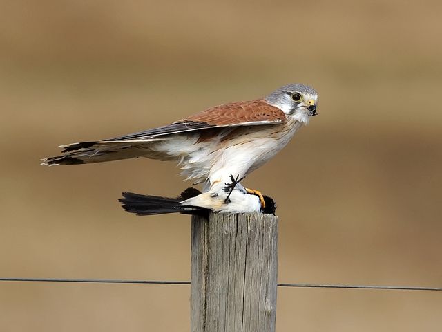 Australische torenvalk - Falco cenchroides