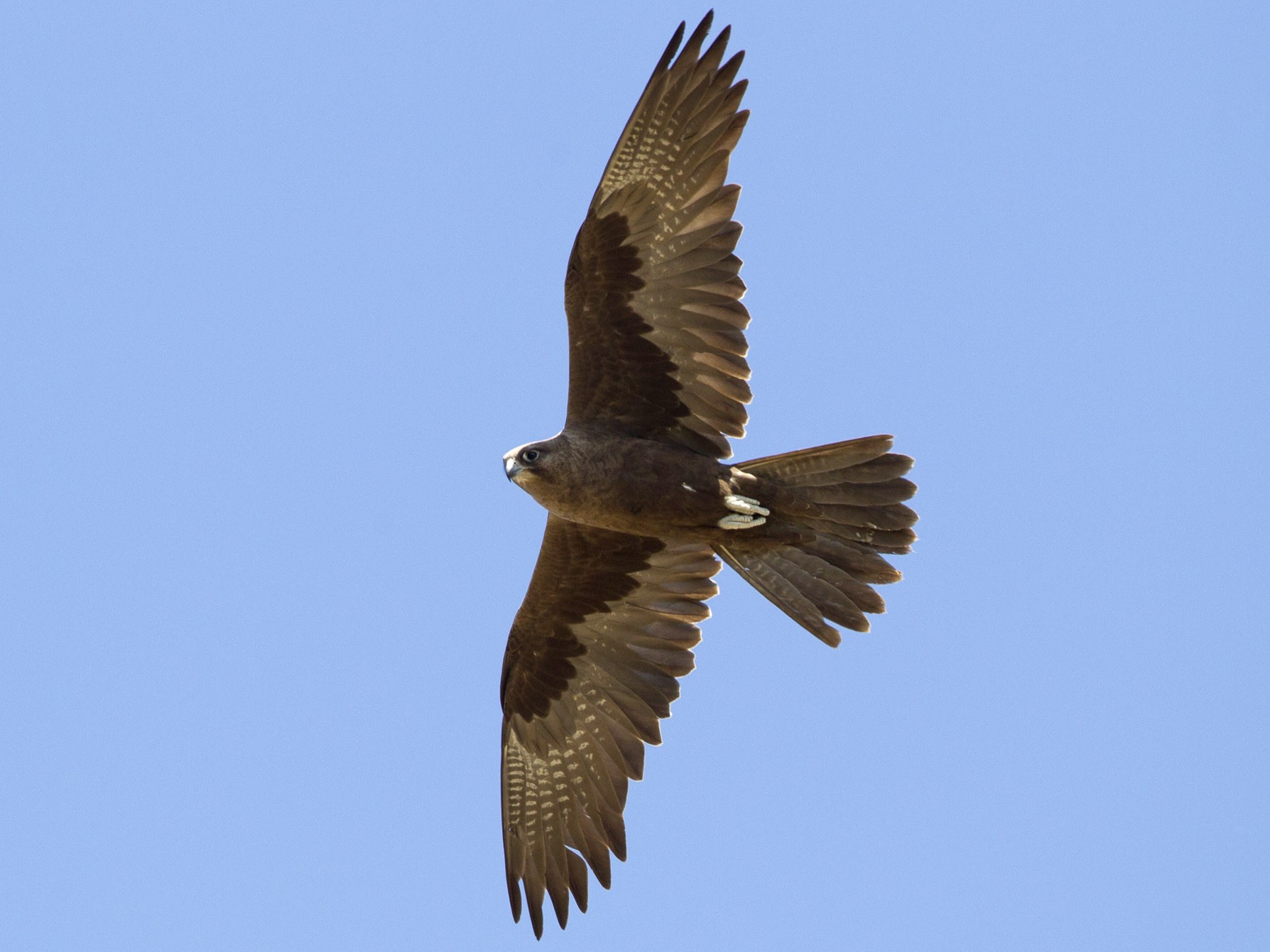 Australische zwarte valk - Falco subniger