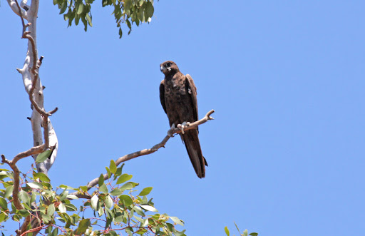 Australische zwarte valk - Falco subniger